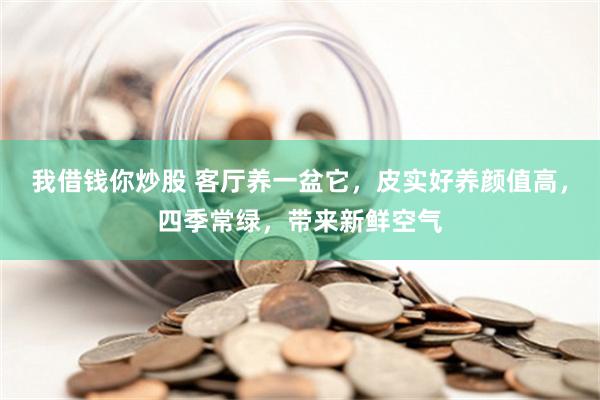 我借钱你炒股 客厅养一盆它，皮实好养颜值高，四季常绿，带来新鲜空气